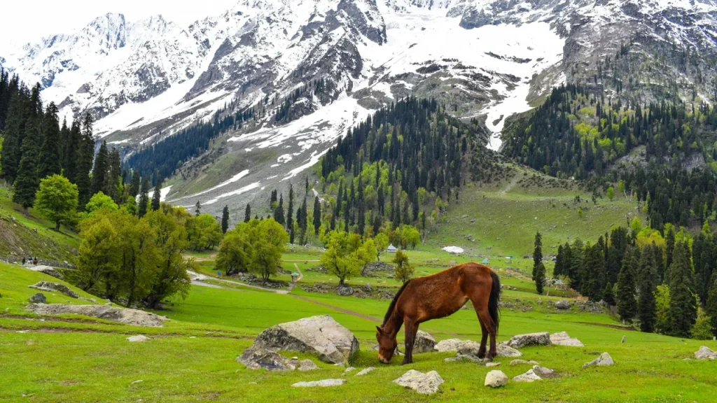 Optional horse riding and photography sessions at Kashmir Tour