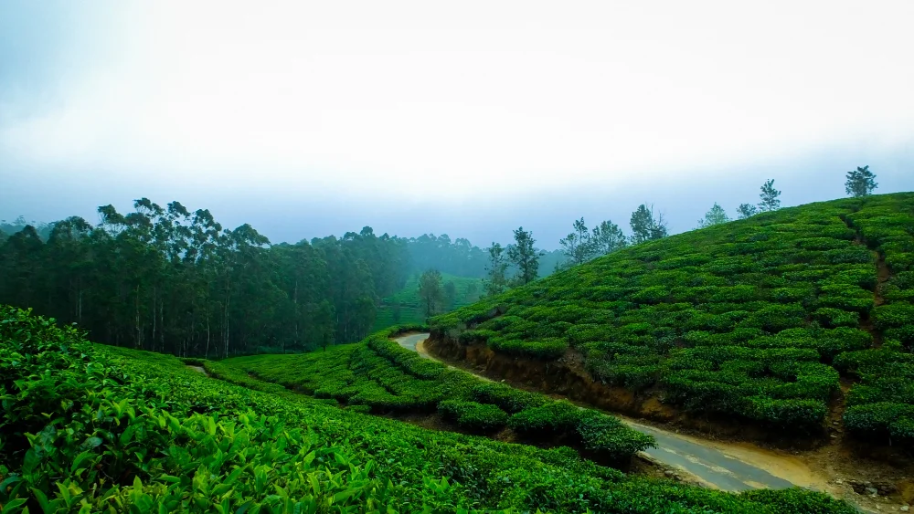 Sri Lanka MICE Package – 4D 3N (Nuwara Eliya – Luxury & Golf) 5
