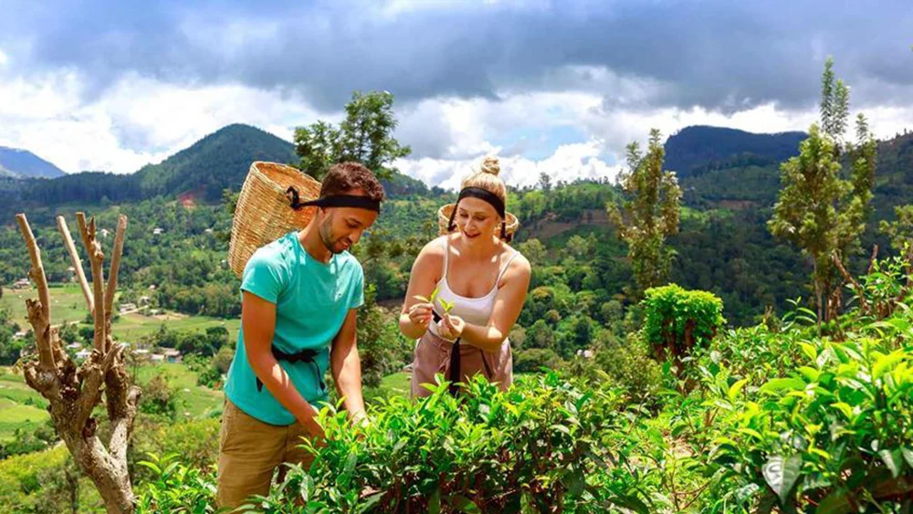 Sri Lanka MICE Package – 4D 3N (Nuwara Eliya – Luxury & Golf)